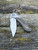Pre-Owned Kizer Mystic - Paul Munko Design