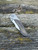 Pre-Owned Kizer Mystic - Paul Munko Design
