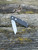 Pre-Owned Benchmade Tengu, Jared Oesner Design