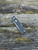 Pre-Owned Benchmade Tengu, Jared Oesner Design