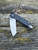 Extrema Ratio BF2-CT Stonewash