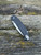 Extrema Ratio BF2-CT Stonewash