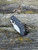 Pre-Owned Spyderco PPT Perrin - Fred Perrin Design
