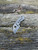 The Spyderco McBee with CTS-XHP blade steel and titanium framelock handle scales.