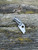 The Spyderco McBee with CTS-XHP blade steel and titanium framelock handle scales.