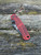 Pre-Owned Spyderco Para Military® 2 Red/Black G-10 CPM® MagnaCut® Crucible