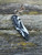 Pre-Owned Spyderco SpyKer - Spyderco X Kershaw Collaboration