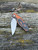 TRM NEUTRON 2™ Tangerine Tiger G10