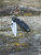 The Spyderco UK Penknife with leaf-shaped blade in CTS-BD1 and black FRN handle scales.