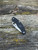 The Spyderco UK Penknife with leaf-shaped blade in CTS-BD1 and black FRN handle scales.