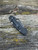 Pre-Owned Spyderco Para-Military CPM-S30V DLC