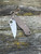 Spyderco Para Military® 2 Brown G10 CPM 15V® Sprint Run®