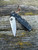 Pre-Owned Spyderco Endura®  Original Black FRN Serrated