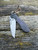Pre-Owned Null Knives Voodoo Purple Haze Fat Carbon