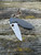 Pre-Owned Spyderco Drunken™