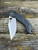 Pre-Owned Benchmade 741 Lum Onslaught