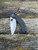 Pre-Owned Benchmade 746 Lum Mini-Onslaught
