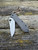 The Spyderco Bradley Folder 2 with CPM M4 tool steel blade and carbon fibre/G10 laminate handle scales.