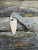 Pre-Owned Spyderco Shaman® OD Green G-10 CTS 204P Flat Dark Earth Blade Exclusive