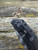 Pre-Owned Zero Tolerance ZT0308BLKTS