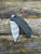 Pre-Owned Zero Tolerance ZT0308BLKTS