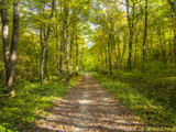 The Benefits Of Forest Bathing