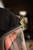 Majestic Fortex Particulate Hood
