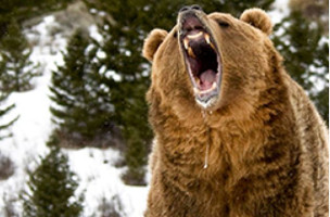 Hiker Stops Grizzly By Using Bear Pepper Spray