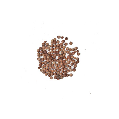 Coriander