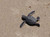 Adopt A Hatchling DIGITAL DOWNLOAD