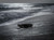 7/10/2026 Turtle Walk Donation Reservation
