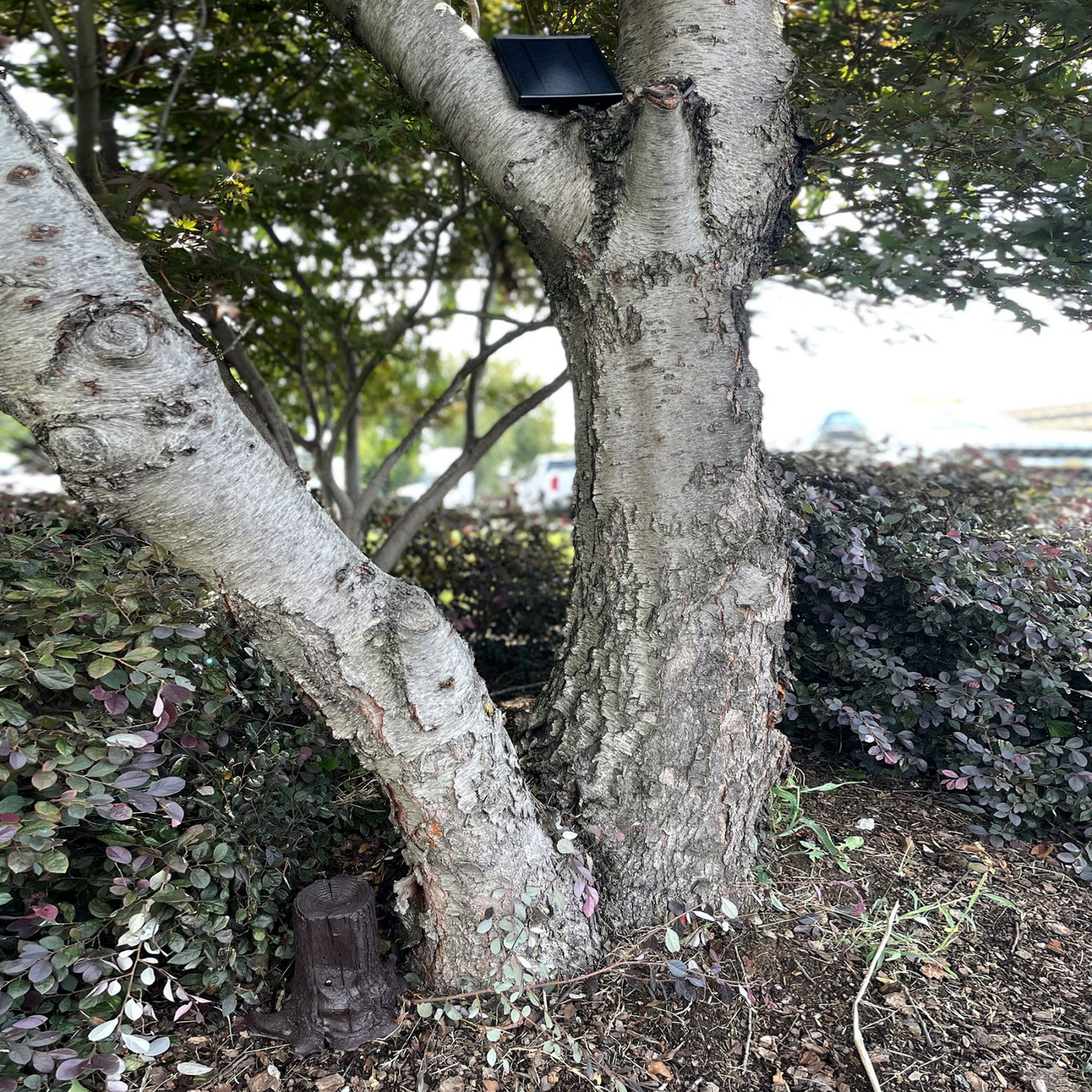 Solar Powered Outdoor Hidden WIFI Camera Tree Stump