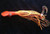Shown is the orange color currently available. It comes with either an orange or copper vein color squidbuster jig head depending on stock. The skirt color is cabezon, and the tail color is rootbeer gold flake or mexican candy Shown is the orange color currently available. It comes with either an orange or copper vein color squidbuster jig head depending on stock. The skirt color is cabezon, and the tail color is rootbeer gold flake or mexican candy