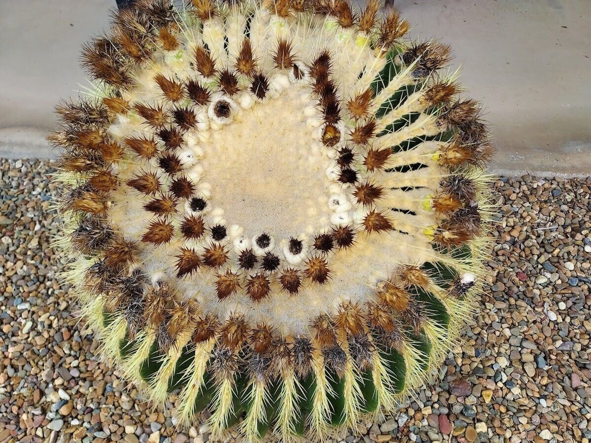 Semi Di Cactus Barile D'Oro - Echinocactus Grusonii 50 Semi Per Coltivazione Balcone E Giardino