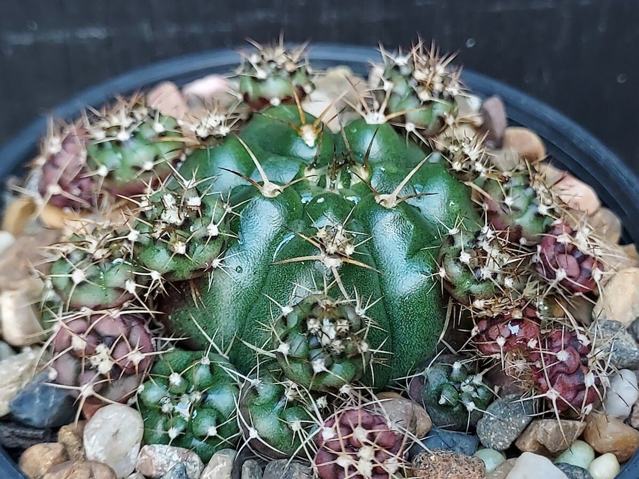 Gymnocalycium damsii var. multiproliferum