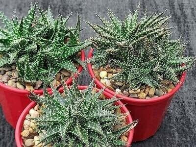 aloe vera stücke kaufen Aloe vera Blatt frisch frisch geliefert