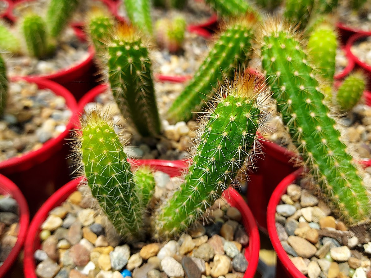 Cleistocactus hybrid
