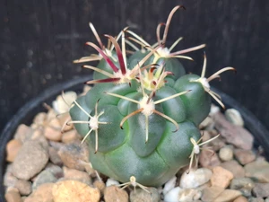 Glandulicactus uncinatus