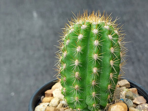 Echinopsis flying saucer seedlings (open pollinated) Echinopsis flying saucer seedlings (open pollinated)