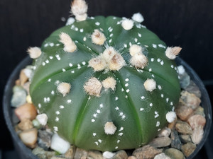 Astrophytum asterias Astrophytum asterias
