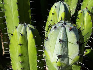 SEEDS - Myrtillocactus geometrizans (OP)- (20) cactus seeds SEEDS - Myrtillocactus geometrizans (OP)- (20) cactus seeds