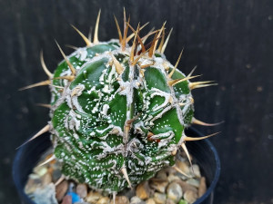 Astrophytum ornatum cv fukuryu- AOF02 Astrophytum ornatum cv fukuryu- AOF02