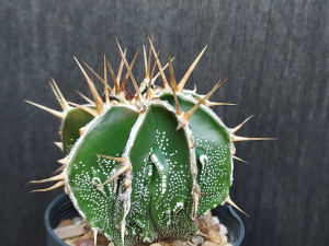 Astrophytum ornatum cv fukuryu- AOF03 Astrophytum ornatum cv fukuryu- AOF03
