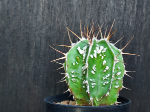 Astrophytum ornatum cv fukuryu- AOF04 Astrophytum ornatum cv fukuryu- AOF04