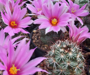 SEEDS- Mammillaria schumannii- (20) cactus seeds SEEDS- Mammillaria schumannii- (20) cactus seeds