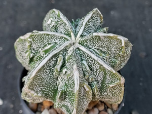 Astrophytum myriostigma cv fukuryu - #93 Astrophytum myriostigma cv fukuryu - #93