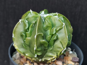 Astrophytum myriostigma cv fukuryu - #101 Astrophytum myriostigma cv fukuryu - #101