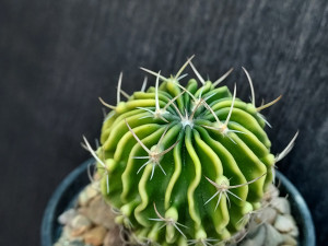 Stenocactus crispatus variegated #STE13 Stenocactus crispatus variegated #STE13