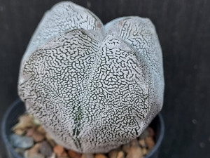 Astrophytum myriostigma cv onzuka V type - #735 Astrophytum myriostigma cv onzuka V type - #735