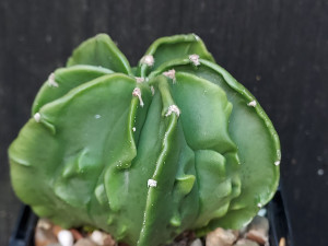 Astrophytum myriostigma cv fukuryu - #105 Astrophytum myriostigma cv fukuryu - #105
